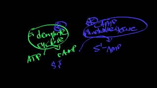 Biosignaling  Calcium as a 2nd Messenger [upl. by Penthea]