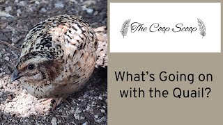 Update on the Coturnix Quail [upl. by Ora]