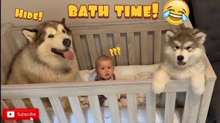 Giant Sulking Dog Does Everything To Avoid Bath He Hides In The Crib SO CUTE [upl. by Gora424]