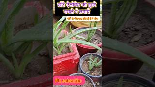 छोटे ऐलोवेरा को दूसरे गमले में लगाये Alovera Alovera plant gardening plantcare Shorts [upl. by Aliakim]