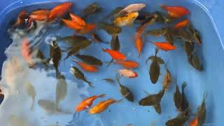 3 months Tamasaba Goldfish Available tamasaba goldfish [upl. by Nosilla]