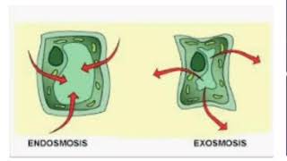 Exosmosis and endosmosis  Biology  Exosmosis  Endosmosis [upl. by River711]