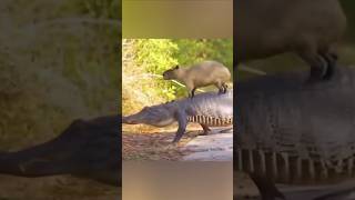 Do Crocodiles Loves Capybaras [upl. by Jay]