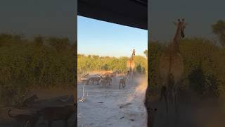 8 Lions Vs 1 Giraffe tourism wildlife africansafari africantourism animals safarilife [upl. by Ecydnak]