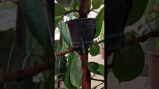 Ardisia elliptica plant plants shorts short shortvideo gardening [upl. by Alyahsal]