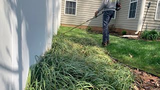 This is How I Trim Monkey Grass Liriope Lawn Care [upl. by Colene]