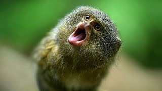 Pygmy Marmoset Finger Monkey [upl. by Neliak]