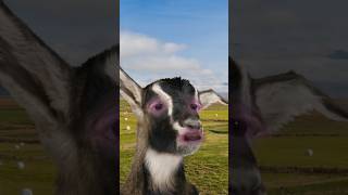 Fainting Goats goat goats faintinggoats fainted faint fainting backfire funny shorts [upl. by Lenaj]