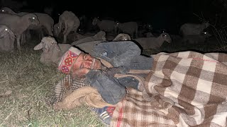 80YearOld Shepherd Lives in the Wild Forest With Sheep [upl. by Hanima243]