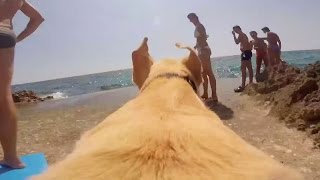 RUNNING DOG WITH A GoPro  Whats Trending Now [upl. by Farkas]