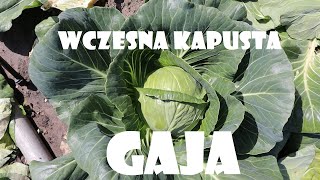 Wczesna kapusta Gaja❗🥬🔪 [upl. by Jenkins]