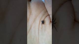 Philaeus Chrysops 🕷️ Jumping Spider spider bug shorts [upl. by Fredrika]