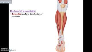 Overview of Lower Limb 8  Front of Leg and Dorsum of Foot  Dr Ahmed Farid [upl. by Chancellor]