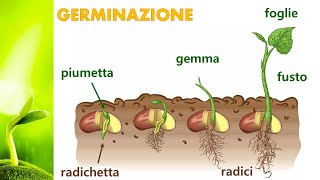 Ciclo vitale della pianta  laboratorio sulla germinazione [upl. by Frodine]