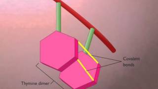 3 Thymine Dimers Formation and Repair [upl. by Eberly828]