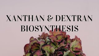 Xanthan amp Dextran Biosynthesis Explained Agricultural Microbiology [upl. by Dnomaj]