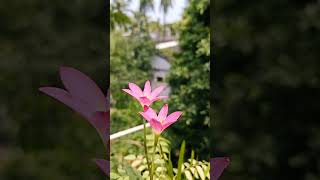 zephyranthes plants nature flowers earth pink [upl. by Thia]