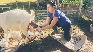 Assisting with a Baby Goat BIRTH on the Homestead [upl. by Yehudi533]