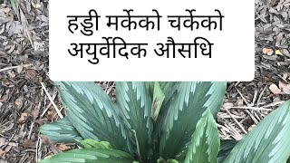 Kaempferia rotunda भुमि चम्फा मर्केको हड्डीमा प्रयोग गर्ने बिधी medicinal uses [upl. by Eselehs580]