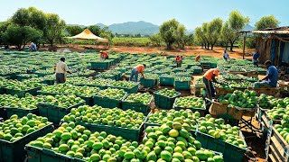 How Australian Farmers Produce Millions Of Tons Of Mangoes [upl. by Gibby]