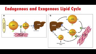 Lipoprotein Metabolism Lecture 2 Exogenous and endogenous lipid cycles [upl. by Anazraf]