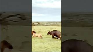 Epic Lion Romance Turns Deadly as Buffalo Launches Sudden Attack [upl. by Geehan114]