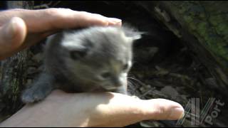 Cute Feral Kittens  first handling by a human  18 days old [upl. by Noyk461]