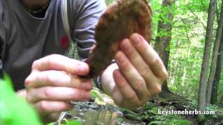 Reishi Hunt Wild Reishi In The Forest [upl. by Noelle]