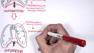 Mechanism of Breathing [upl. by Langer]