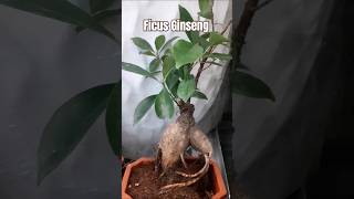 ficus ginseng [upl. by Yevre]