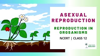 Asexual Reproduction  Reproduction in Organisms  NCERT  Class 12  Chapter 1  One Stop Biology [upl. by Eilarol752]