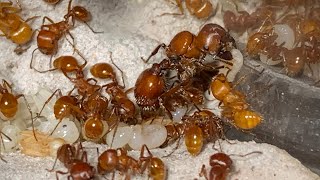 Pogonomyrmex Barbatus maintenance guide for xl mini hearth from Tar Heel ants [upl. by Eilsew334]