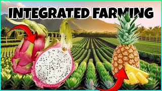 Integrated Dragon Fruit and Pineapple Farming [upl. by Patnode]