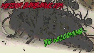 Messor Barbarus Ep1 The welcoming New colony from anthouse in wakooshi nest [upl. by Keraj]