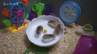 仓鼠大转盘 Roborovski Hamster [upl. by Harshman]