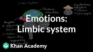 Emotions limbic system  Processing the Environment  MCAT  Khan Academy [upl. by Gaiser]