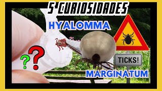 5 curiosidades interessantes sobre Carrapato Hyalomma marginatum [upl. by Aynotan]