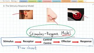 What is the Stimulus Response Model [upl. by Smaoht433]