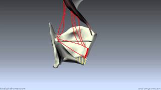 Muscles of the Larynx  Part 2  3D Anatomy Tutorial [upl. by Stanton]