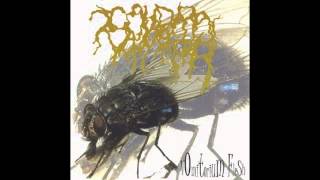 Calliphora Vomitoria  Vomitorium Flesh Full Album [upl. by Nilhsa]