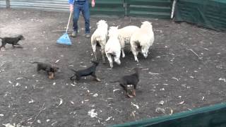 Starting kelpie pups off on sheep [upl. by Gibbon]