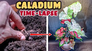 Growing Caladium Plant From Bulb Time Lapse 70 Days [upl. by Amorita]