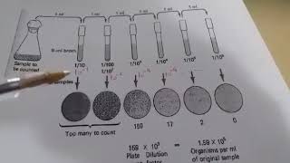 Microbiologie  Dénombrement des micro organismes sur un milieu solidenumération en milieu solide [upl. by Awra]