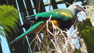 Wompoo FruitDove Ptilinopus magnificus [upl. by Raybourne]