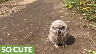 Baby pet owl goes for a walk [upl. by Euqinaj]