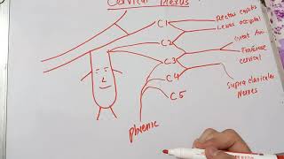 Cervical Plexus  Easy Drawing in 2 minutes  With and without Ansa Cervicalis [upl. by Aititel873]