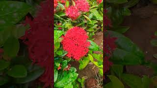 Ixora plant care gardencenterlife gardencentregardenplantnursery ixora floweringplantsshorts [upl. by Schofield]