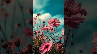 Pookal pookum tharunam 🌺 🪄🦋 song  lyrics  watsAppsts  love trending tamilsongs 💜🪄🦋 [upl. by Enitsugua187]