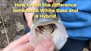 Stuff I remember about a white bass Morone chrysops backyard biology [upl. by Jarred]