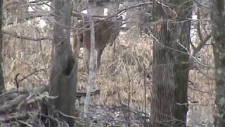 Mississippi Delta Bucks Chasing in the Flooded Timber [upl. by Thirza]